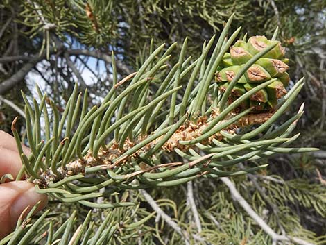 Singleleaf Pinyon Pine (Pinus monophylla)