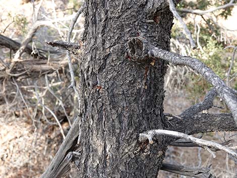 Singleleaf Pinyon Pine (Pinus monophylla)