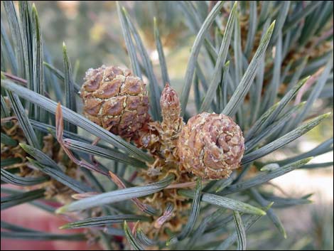 Singleleaf Pinyon Pine (Pinus monophylla)