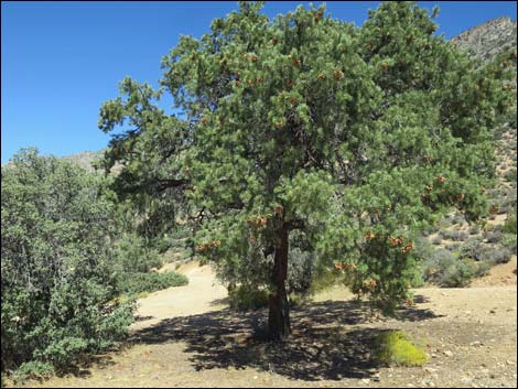 Singleleaf Pinyon Pine (Pinus monophylla)