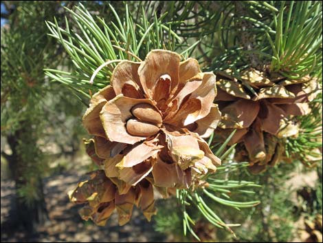 Singleleaf Pinyon Pine (Pinus monophylla)