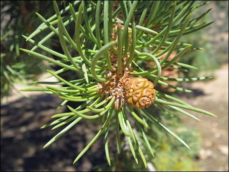 Singleleaf Pinyon Pine (Pinus monophylla)