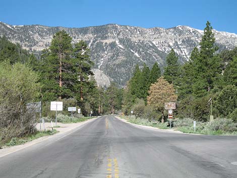 Ponderosa Pine (Pinus ponderosa)