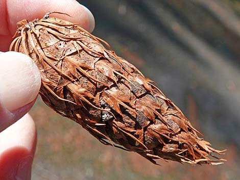 Douglas Fir (Pseudotsuga menziesii)