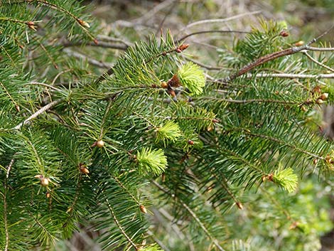 Douglas Fir (Pseudotsuga menziesii)