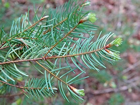 Douglas Fir (Pseudotsuga menziesii)