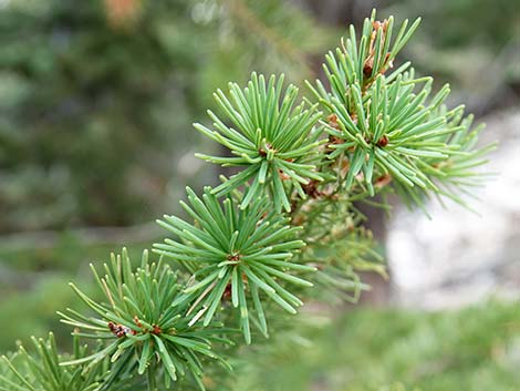 Douglas Fir (Pseudotsuga menziesii)