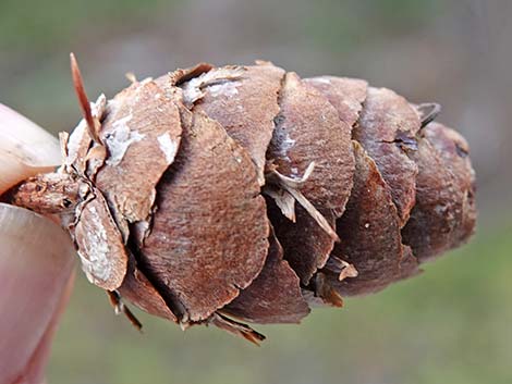 Douglas Fir (Pseudotsuga menziesii)