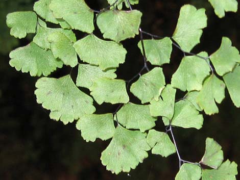 Common Maidenhair (Adiantum capillus-veneris)