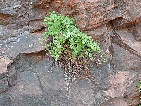 Common Maidenhair Fern (Adiantum capillus-veneris)