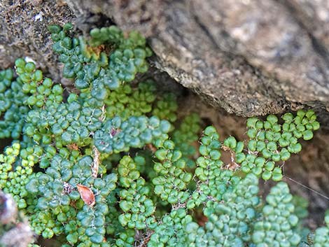 Coville's Lipfern (Cheilanthes covillei)