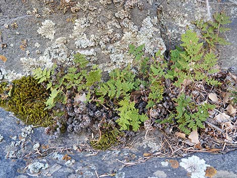 Coville's Lipfern (Cheilanthes covillei)