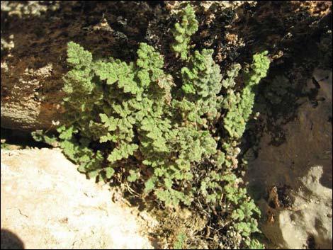 Parry's Lipfern (Cheilanthes parryi)