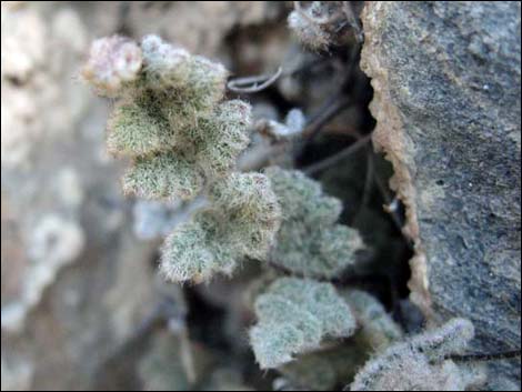 Parry's Lipfern (Cheilanthes parryi)