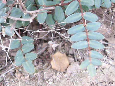 Spiny Cliffbrake (Pellaea truncata)