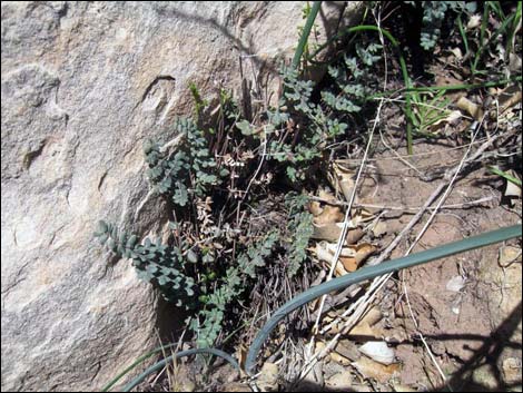 Spiny Cliffbrake (Pellaea truncata)