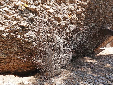 Spiny Cliffbrake (Pellaea truncata)