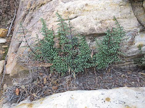 Spiny Cliffbrake (Pellaea truncata)