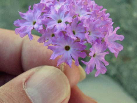 Desert Sand Verbena (Abronia villosa)