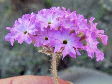 Desert Sand Verbena (Abronia villosa)