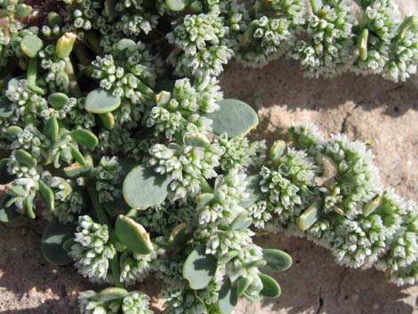 Onyxflower (Achyronychia cooperi)