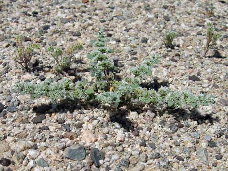 Frost Mat (Achyronychia cooperi)