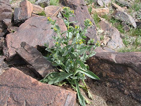 Bristly Fiddleneck (Amsinckia tessellata)