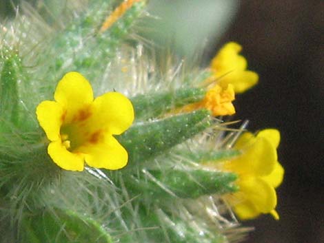 Bristly Fiddleneck (Amsinckia tessellata)