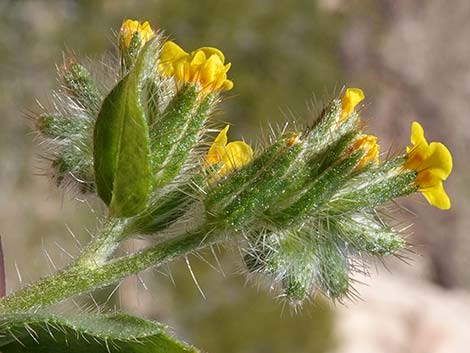 Bristly Fiddleneck (Amsinckia tessellata)