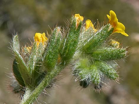 Bristly Fiddleneck (Amsinckia tessellata)