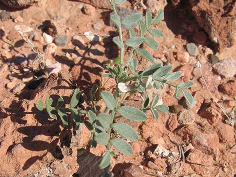 Three-corner Milkvetch (Astragalus geyeri var. triquetrus)