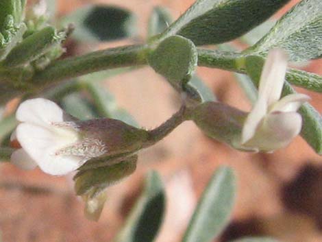 Three-corner Milkvetch (Astragalus geyeri var. triquetrus)