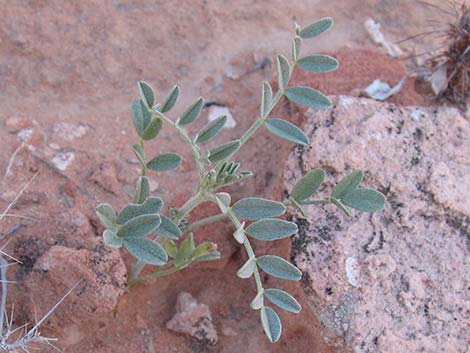 Three-corner Milkvetch (Astragalus geyeri var. triquetrus)