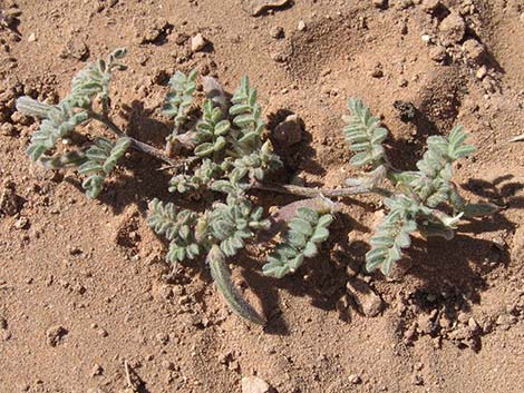 Nye Milkvetch (Astragalus nyensis)