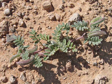 Nye Milkvetch (Astragalus nyensis)