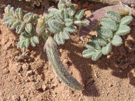 Nye Milkvetch (Astragalus nyensis)