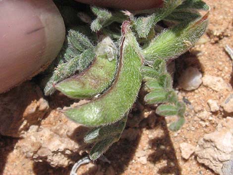 Nye Milkvetch (Astragalus nyensis)