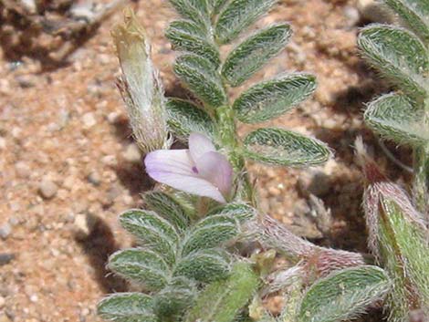 Nye Milkvetch (Astragalus nyensis)