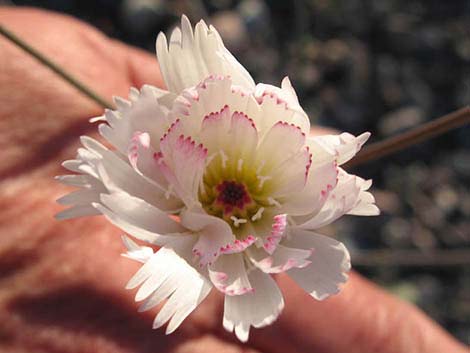 Gravel Ghost (Atrichoseris platyphylla)