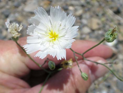 Gravel Ghost (Atrichoseris platyphylla)