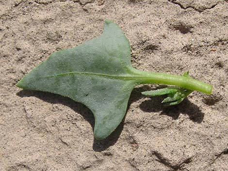 Leafcover Saltweed (Atriplex phyllostegia)