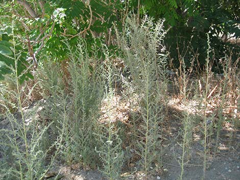 Fivehorn Smotherweed (Bassia hyssopifolia)