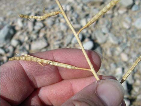 Sahara Mustard (Brassica tournefortii)