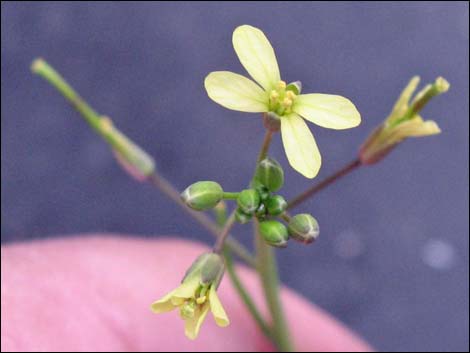 Sahara Mustard (Brassica tournefortii)