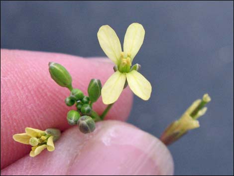 Sahara Mustard (Brassica tournefortii)