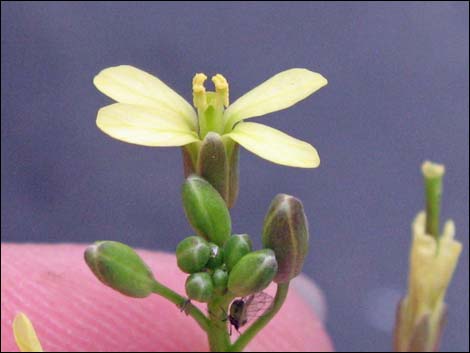 Sahara Mustard (Brassica tournefortii)