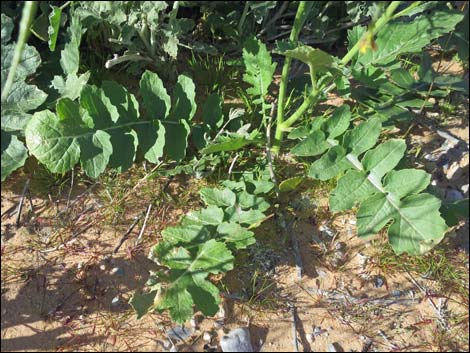 Sahara Mustard (Brassica tournefortii)