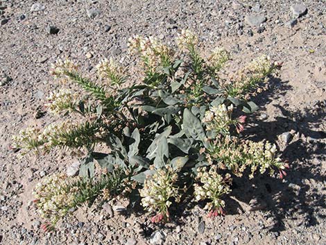 Booth's Evening Primrose (Eremothera boothii)