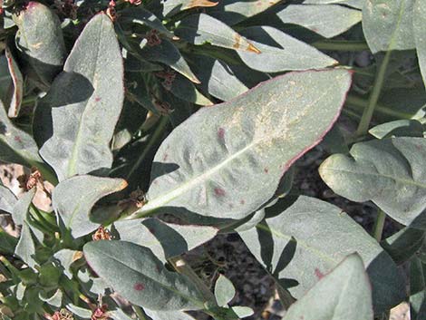 Booth's Evening Primrose (Eremothera boothii)