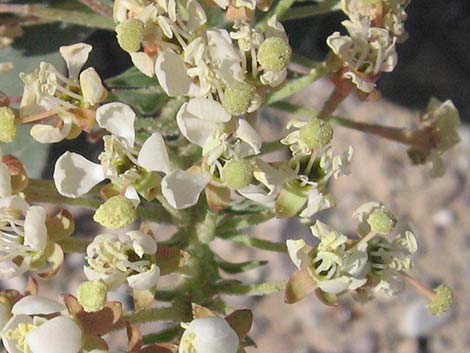 Booth's Evening Primrose (Eremothera boothii)